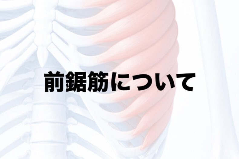 前鋸筋について