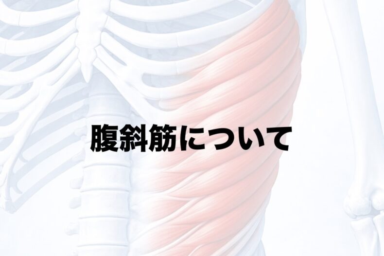 腹斜筋について
