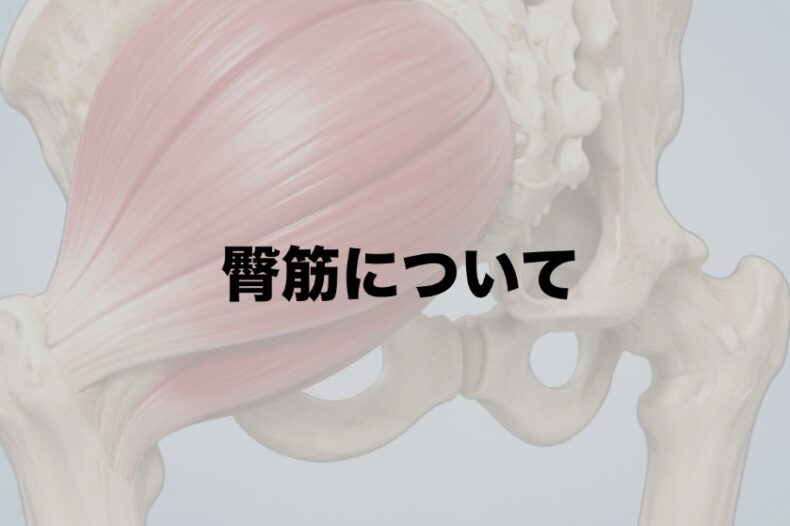 臀筋について