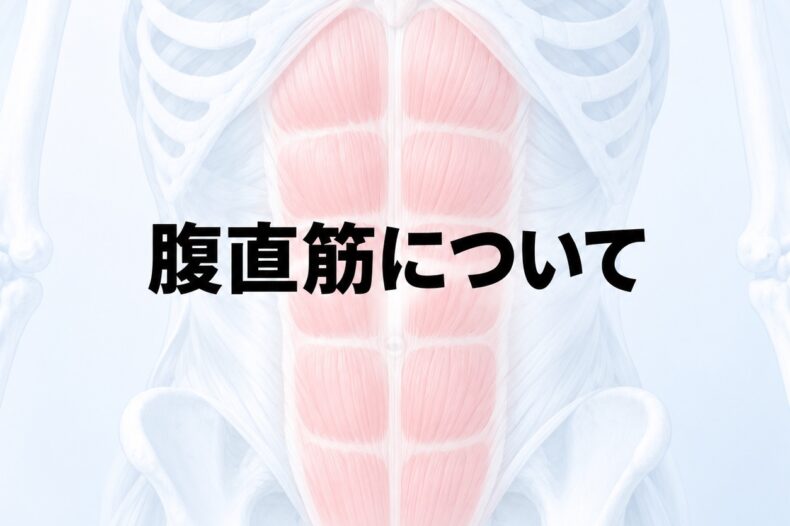 腹直筋について